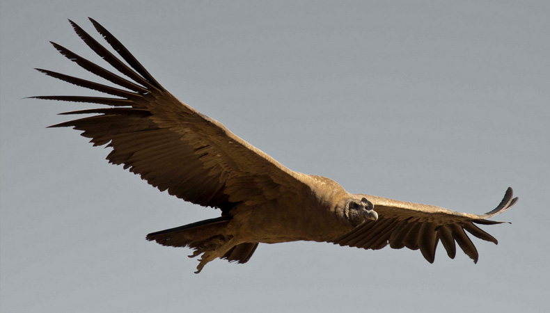 Tour CaÃ±Ã³n de Chonta